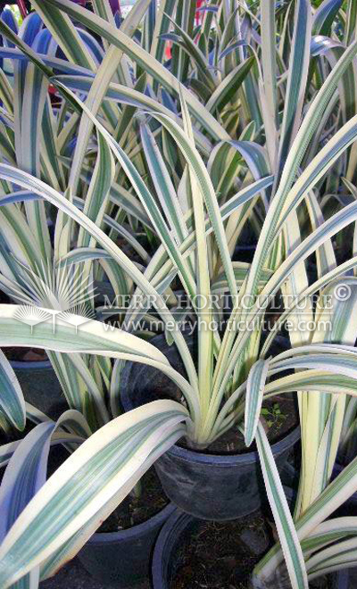 Hymenocallis 'Variegata'